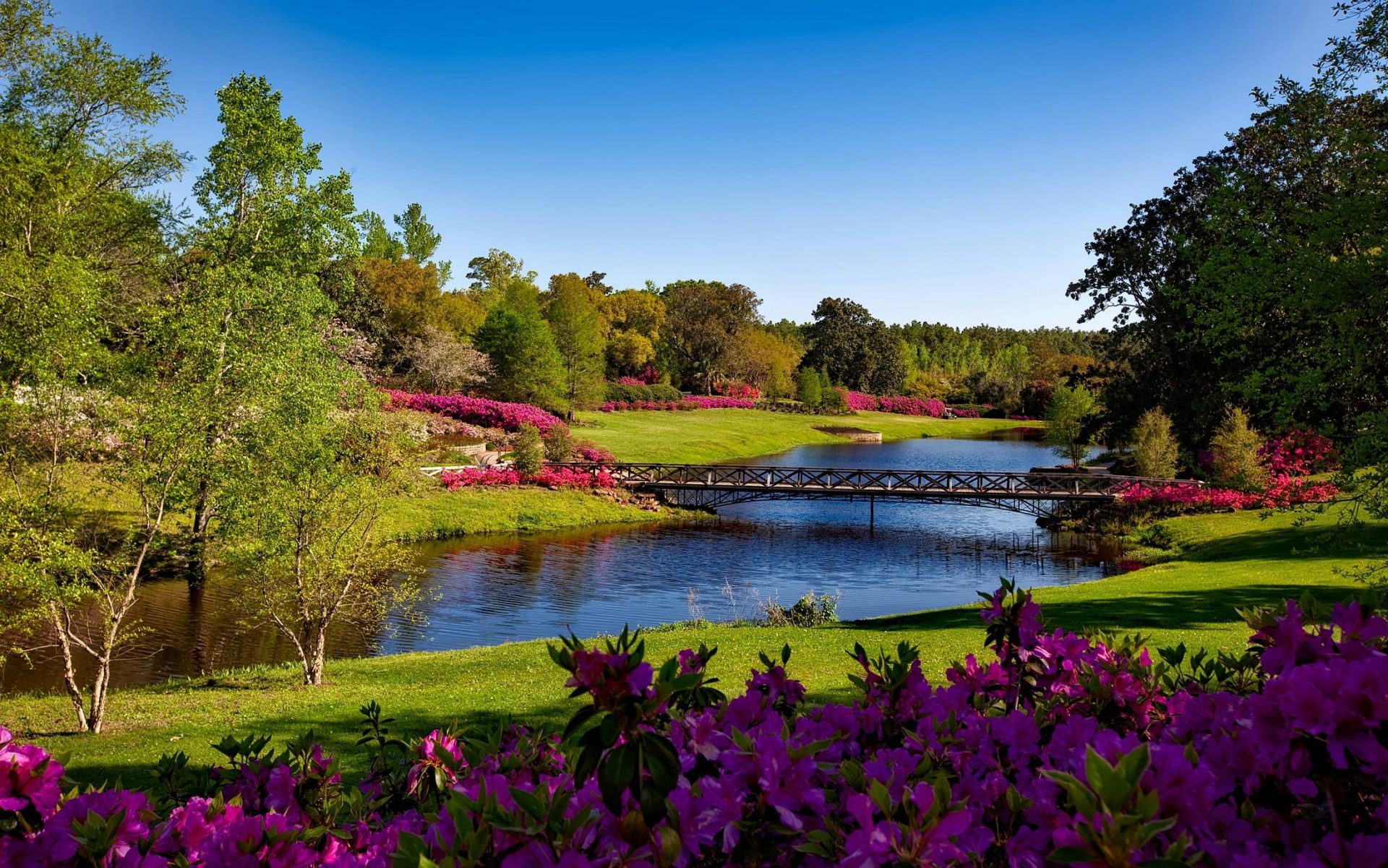 Eine wunderschöne Frühlingsgartenlandschaft mit leuchtend rosa Blüten, einem stillen Fluss und einer malerischen Brücke.