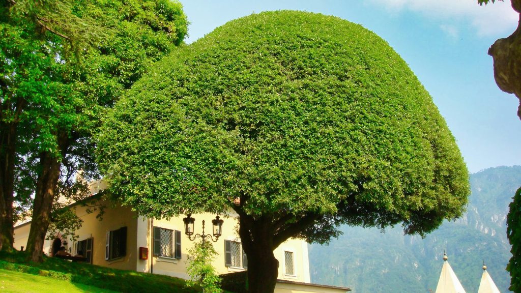 Ein großer, einzigartig geformter grüner Baum in einem Garten.