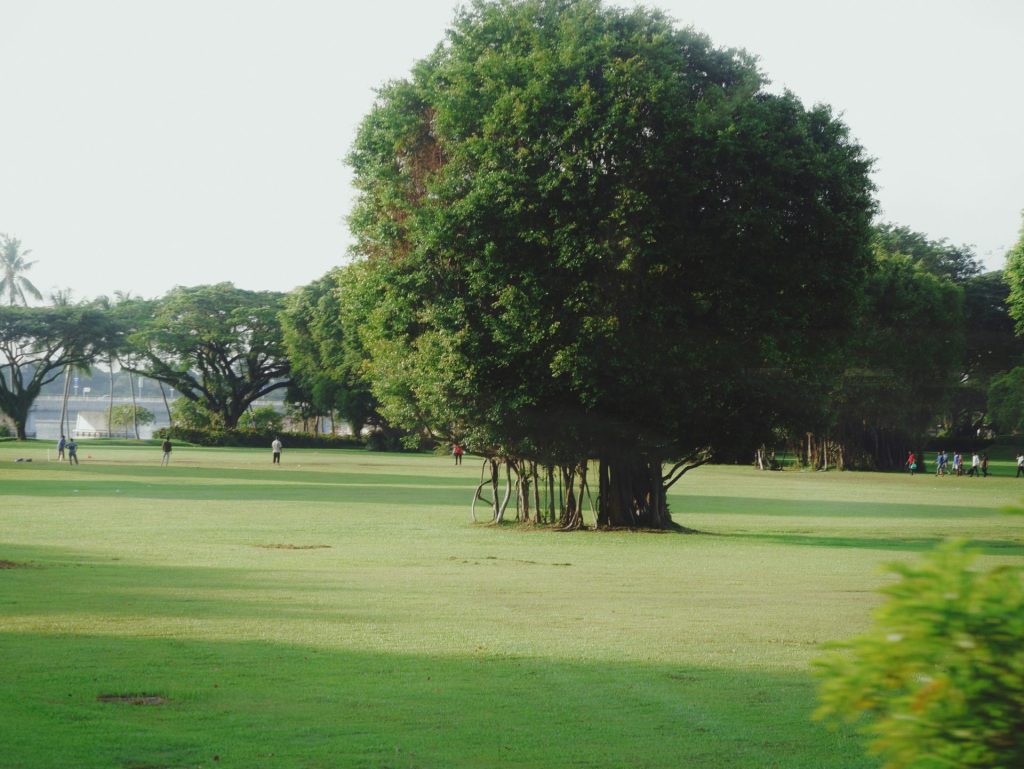 Großer Baum in einem grasbewachsenen Park mit Bäumen in der Ferne.